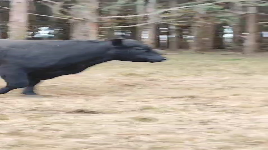 Lote Toros a remate en Pantalla Aniversario - Escritorio Camy 450kg - , San José