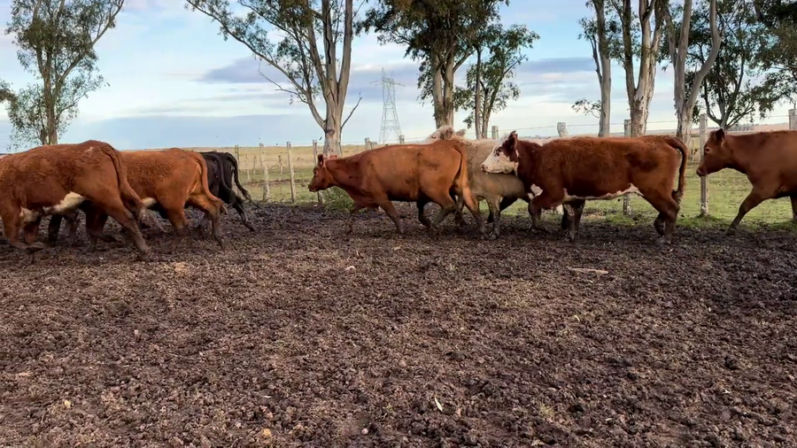 Lote VACAS PREÑADAS