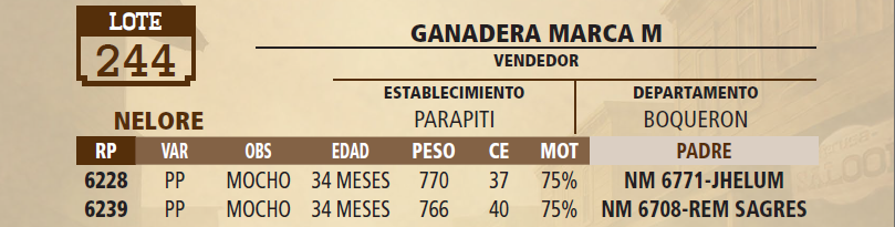 Lote LOTE 244 - VIVO