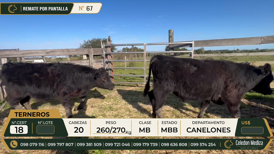Lote 20 Terneros y Terneras en Canelones