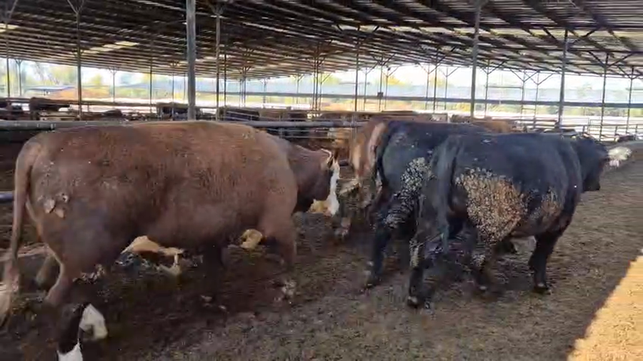 Lote 20 Novillo Gordo en Linares, VII  Región Maule
