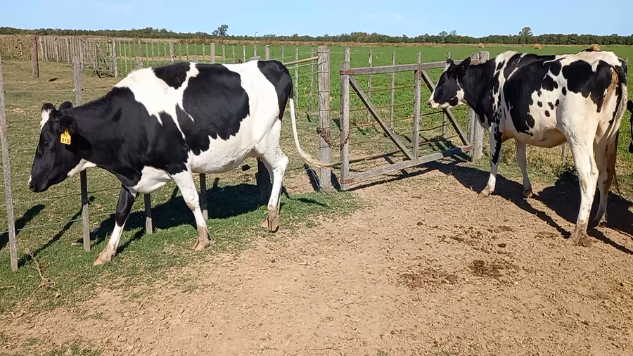 Lote Vaquillonas Preñadas - Tres De Oro
