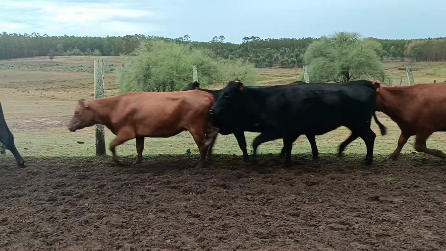 Lote 41 Vientres Preñados en Curtina, Tacuarembó