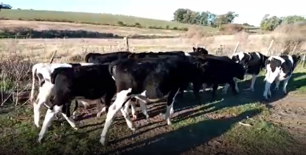 Lote 10 Terneros en San José