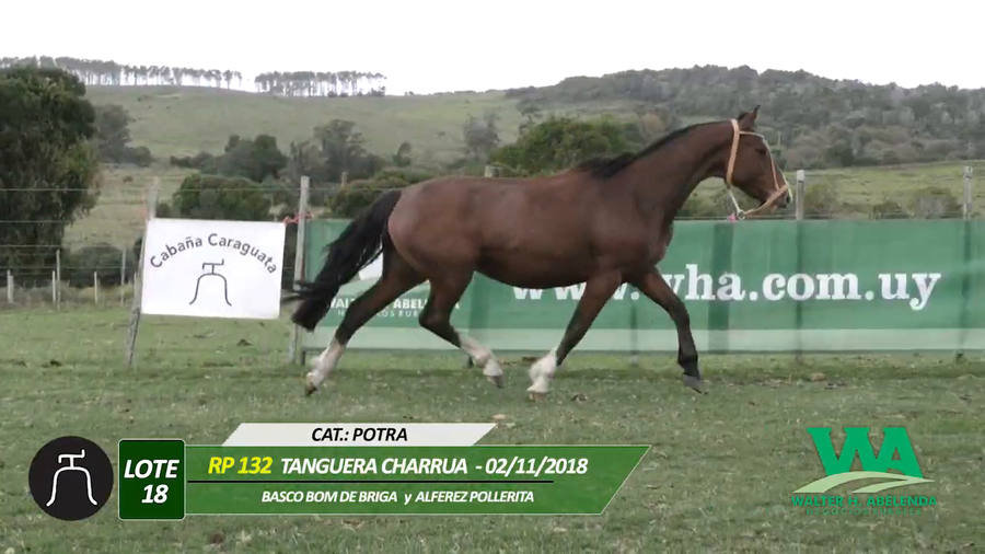 Lote TANGUERA CHARRUA