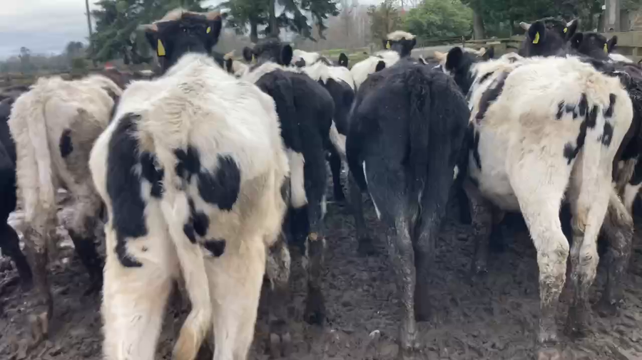 Lote 60 Novillo Engorda en Purranque, X Región Los Lagos