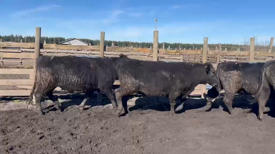 Lote 20 Novillo Gordo en Cabrero, VIII Región Biobío