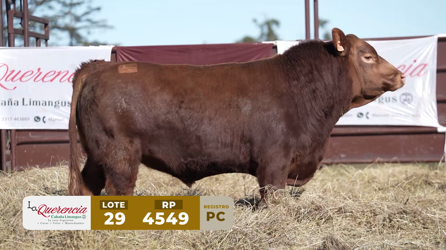 Lote TORO PC