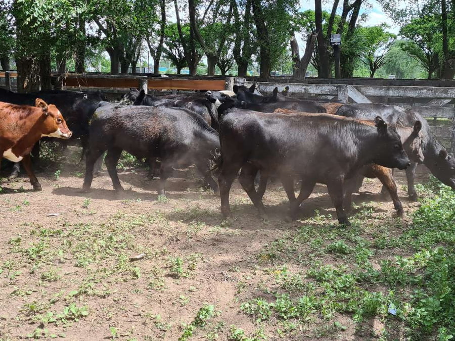 Lote 13 Novillitos en Gral. Lamadrid, Buenos Aires