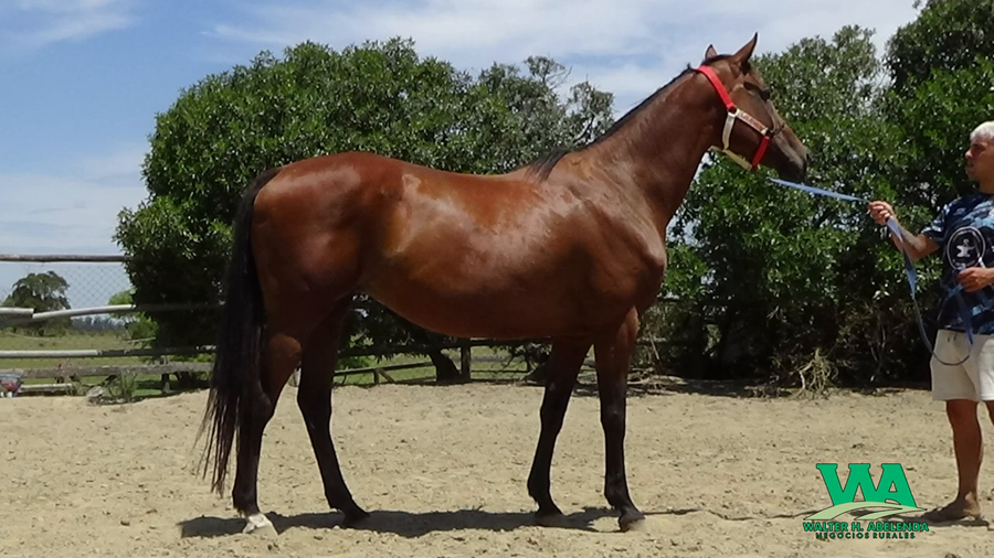 Lote LOULOU