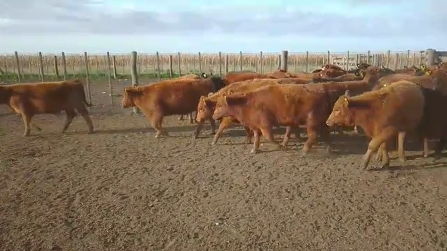 Lote 70 Terneros/as en Benito Juárez, Buenos Aires