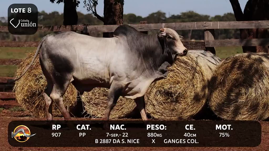 Lote LOTE 8