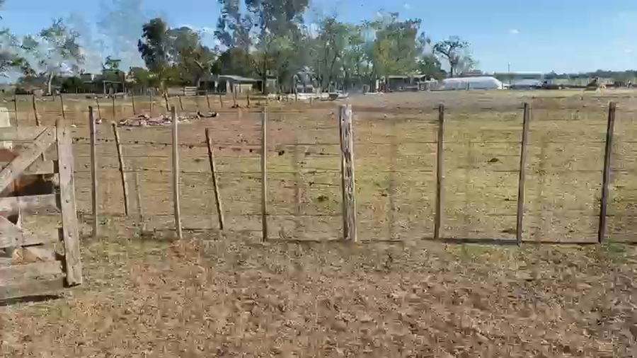 Lote 24 Terneros/as en Lobos, Buenos Aires