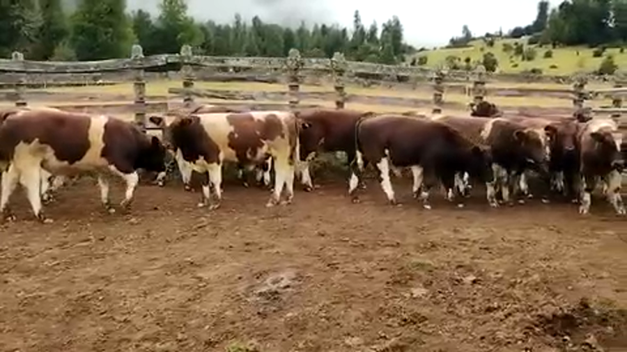 Imagen 1 del Lote Lote 16 Ternero en Cisnes, XI Región Aysén