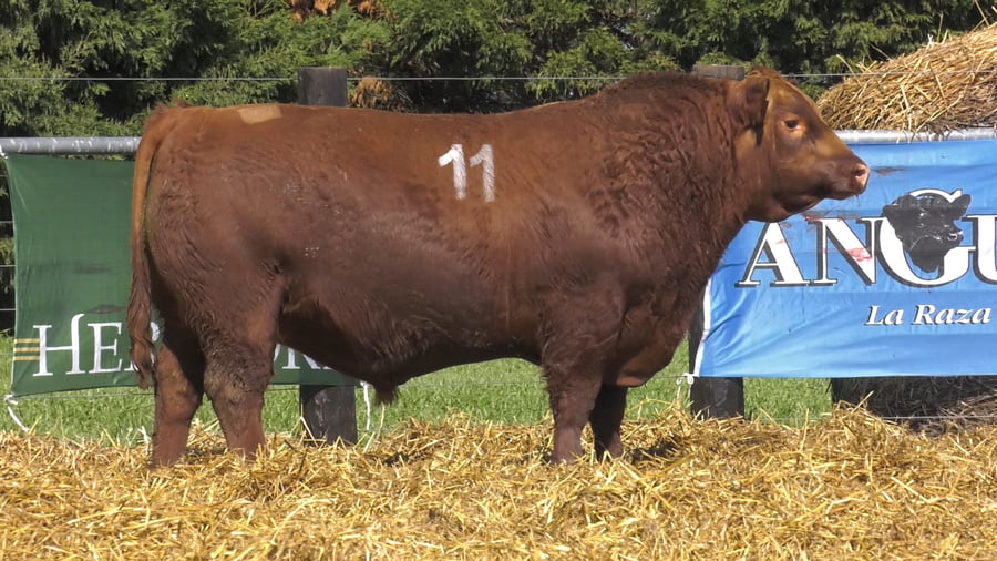 Lote TOROS ANGUS PURO CONTROLADO