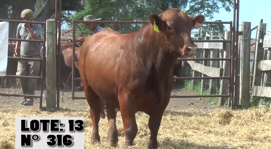 Lote 4 Toros PI / PO / PC a remate en Remate La Empastada , Artigas