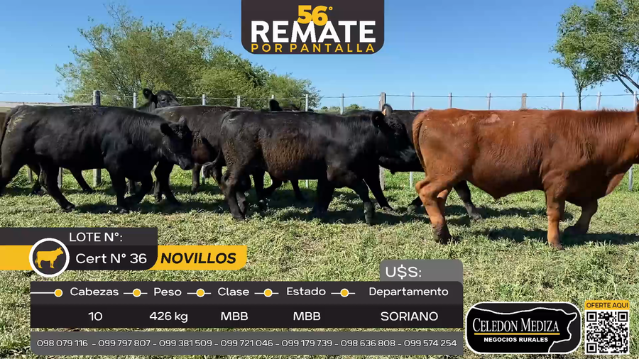 Lote 10 Novillos en Cardona, Soriano