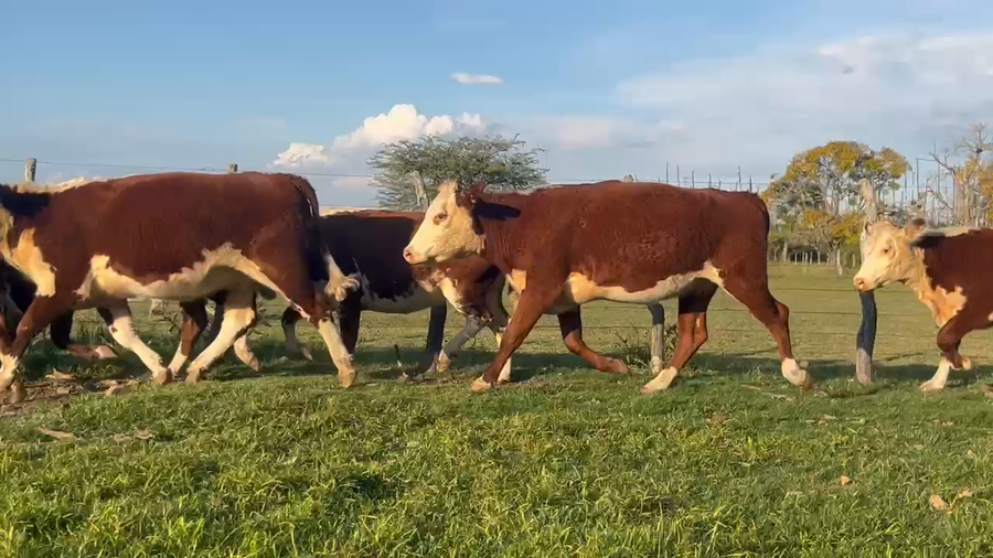 Lote 21 Vacas nuevas C/ gtia de preñez en Corrientes, Curuzú-Cuatiá