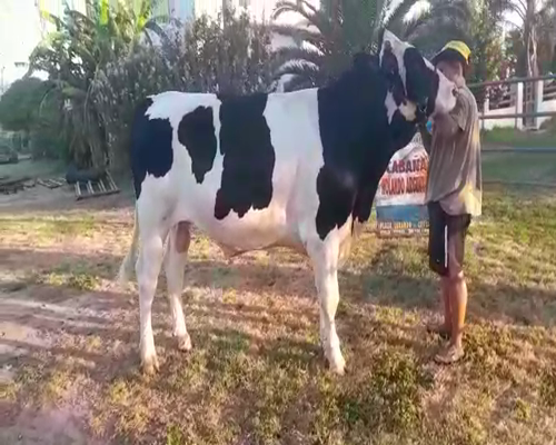 Lote San Santiago Toro Gol