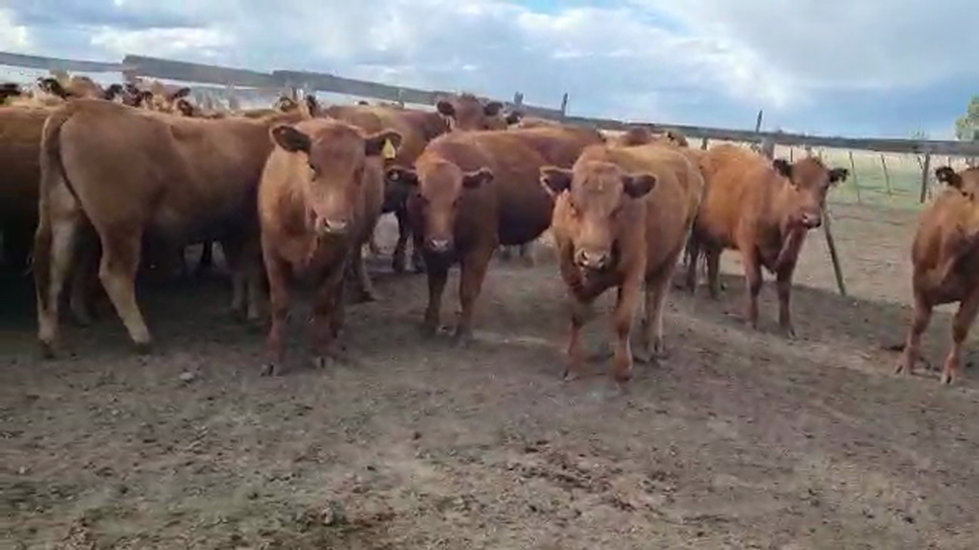 Lote 52 Vaquillonas C/ gtia de preñez en Cañuelas, Buenos Aires