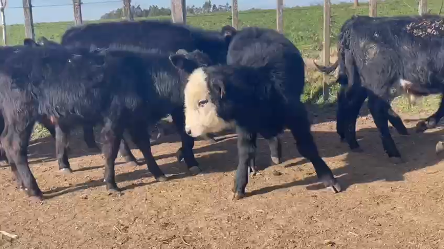 Lote 10 Terneros ANGUS a remate en PANTALLA CAMY 130kg - , San José