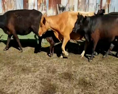 Lote 27 Vacas nuevas C/ cria en Villaguay, Entre Ríos