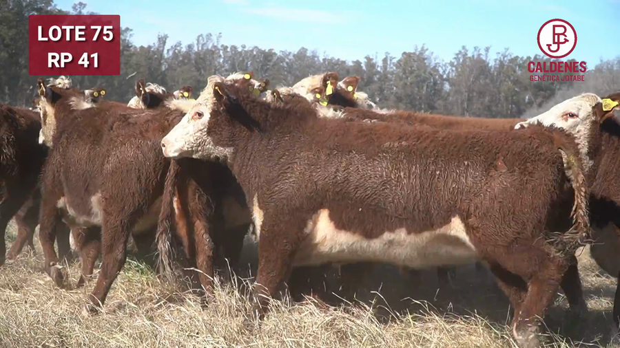 Lote Vaquillonas PR Preñadas Parición Otoño (INSEMINACION ARTIFICIAL)
