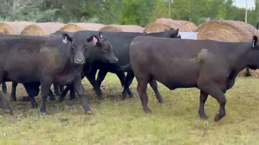 Lote 10 Vaquillonas preñadas