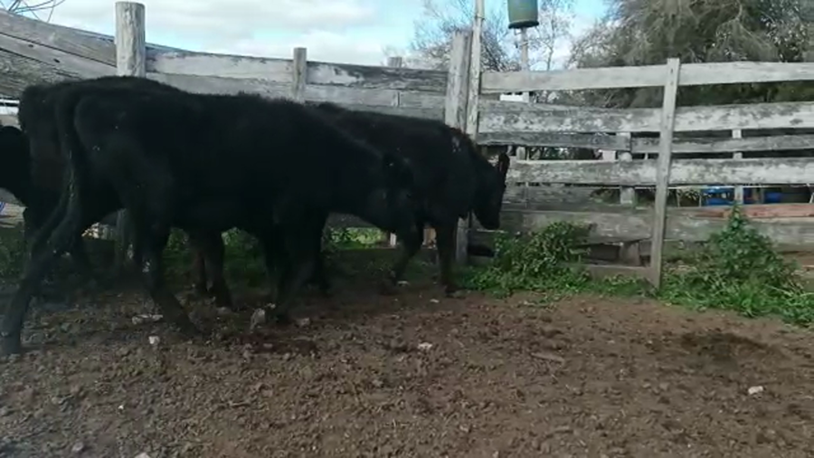 Lote (Vendido)7 Terneras AA-HER a remate en 5to remate por pantalla ENTRE MARTILLOS 170/180kg - , San José