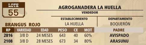 Lote LOTE 55 - VIVO