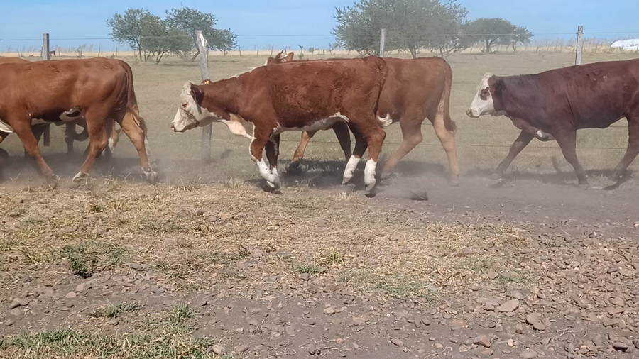 Lote 77 Vaquillonas de invernada