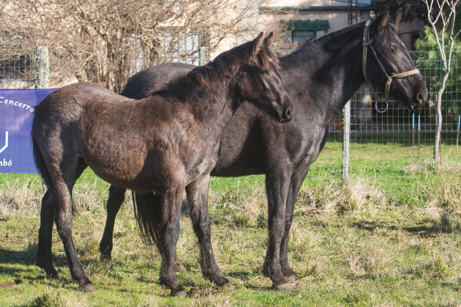 Lote PILCHA DEL CENCERRO