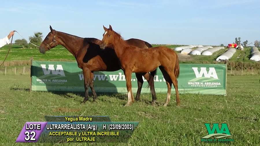 Lote ULTRARREALISTA (Arg)