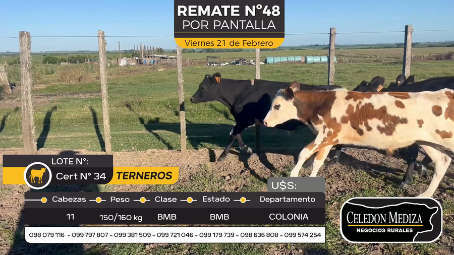 Lote 11 Terneros en Colonia