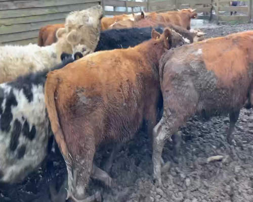 Lote 23 Novillo Engorda en Frutillar, X Región Los Lagos