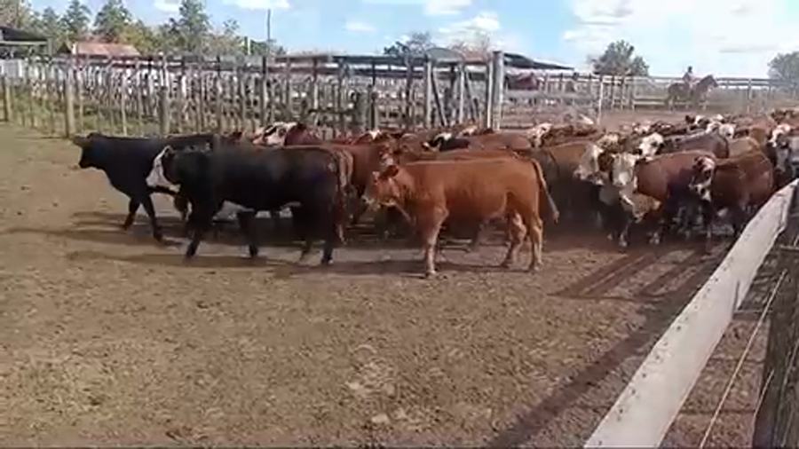 Lote 100 Terneros/as en San Francisco, Córdoba