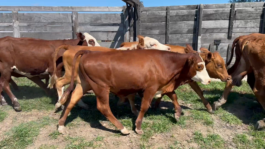 Lote 28 Terneros/as en Corrientes, Mercedes