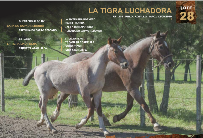 Lote LA TIGRA LUCHADORA