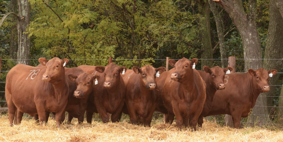 Lote VACAS ANGUS 2° SERV