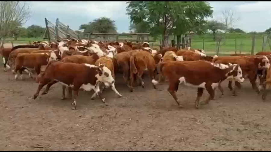 Lote 75 Terneros/as en Curuzú-Cuatiá, Corrientes