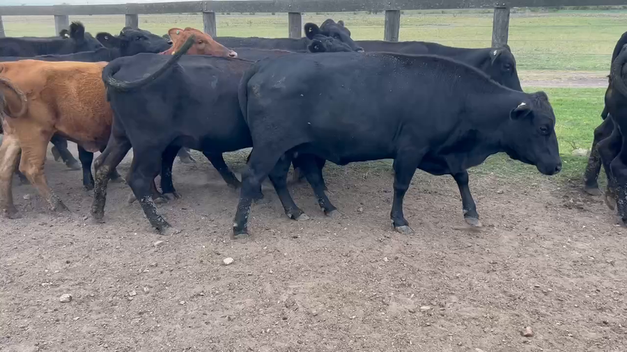Lote 24 Vacas de invernar en Durazno, Entre Ríos