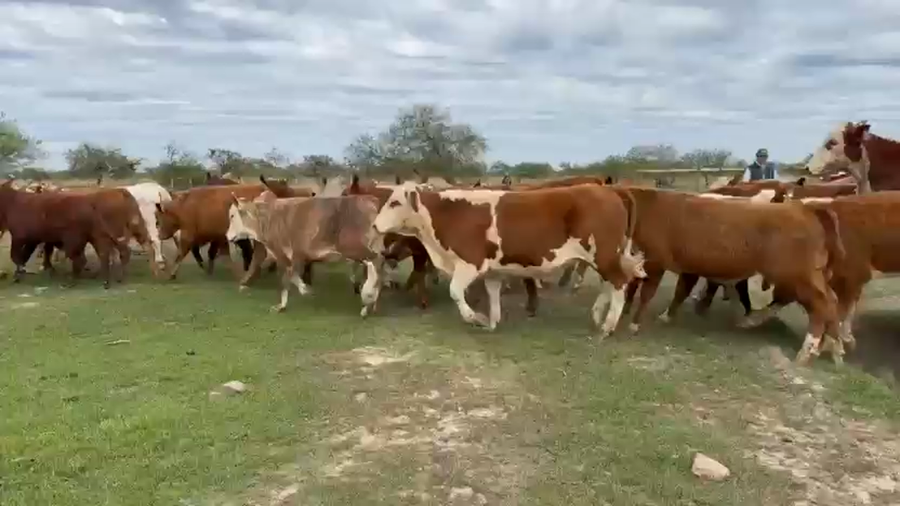 Lote 110 Terneros
