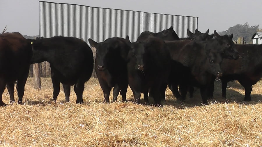 Lote VAQUILLONAS PURAS POR CUZA PREÑADAS