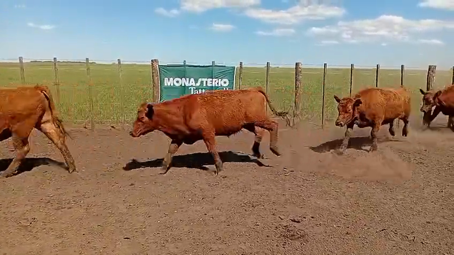 Lote 75 Novillitos en Benito Juarez