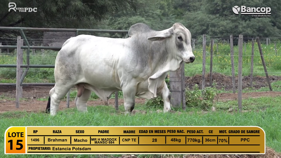 Lote Toros Brahman a remate en Viernes 30 de mayo- Remates PDC, Boquerón