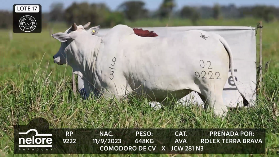Lote LOTE 17