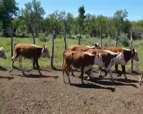 Lote 54 Terneros/as en Federal, Entre Ríos