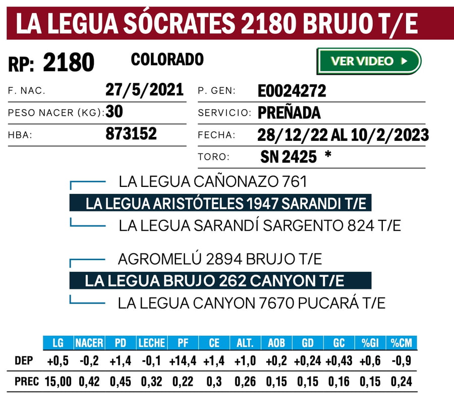 Lote VAQUILLONAS ANGUS  PP