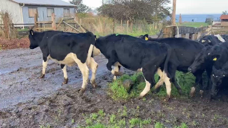 Lote 21 Novillo Engorda en Puerto Octay, X Región Los Lagos