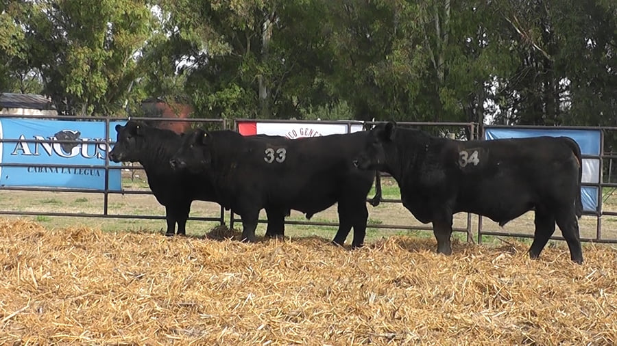 Lote TOROS ANGUS NEGROS PC